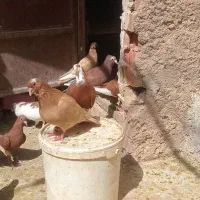 نرماده زرد پلنگ‌گلی پلنگ