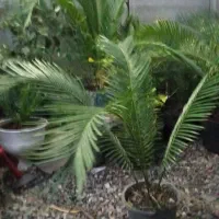 سیکاس|گل و گیاه طبیعی|رشت, کوی مهر|دیوار