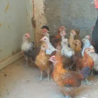 جوجه نیمچه لری وکردی اصیل اصیل