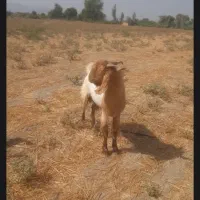 سلام نری فروشی