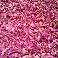گل محمدی