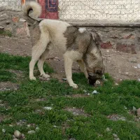 سگ۱۰ ماهه|سگ|مراغه, |دیوار