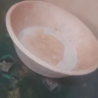 جاتخمی کبوتر
