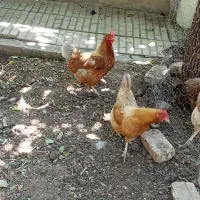 مرغ و خروس