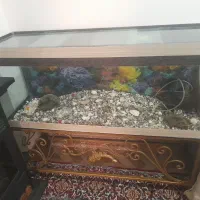 اکواریوم با لوازم