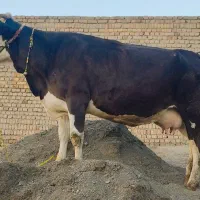 گاو ، شیری ،سیمینتال ،،