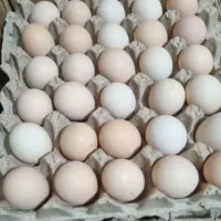 پخش تخم مرغ محلی