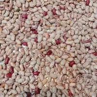 فروش لوبیا چیتی امساله