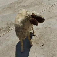 قوچ ورن
