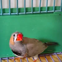 فروش فنچ