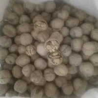 گردو