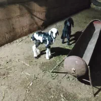 فروش دو عدد بره نر