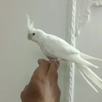 آلبینو سخنگو