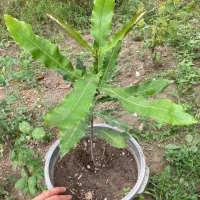 نهال ماکادمیا (فندق استرالیایی)