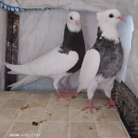 طوقی|پرنده|دره شهر, |دیوار