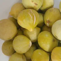 انجیر محلی