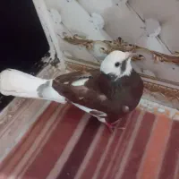 کفتر|پرنده|انگوران, |دیوار