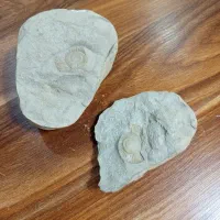 سنگ فسیلی ، فسیل