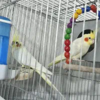 دوجفت عروس هلندی