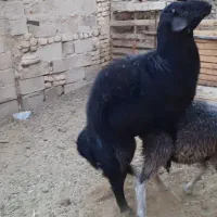 بره قوچ،بره،بز،میش