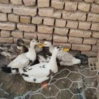 اردک|حیوانات مزرعه|کوهین, |دیوار