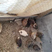 بلدرچین تخم گذار