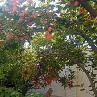 خانه-ویلایی-دلباز
