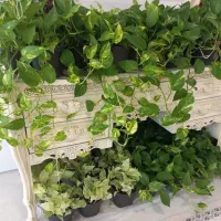 آویز|گل و گیاه طبیعی|رشت, حومه رشت|دیوار
