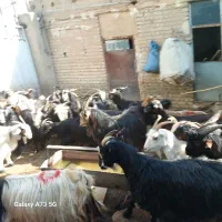 فروش ۴۹ راس بز  شهرری جفتی 34