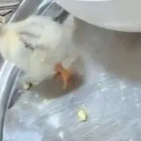 جوجه رسمی مرغ
