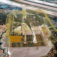 پرنده|پرنده|ساوه, |دیوار