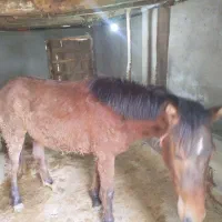 فروش اسب دورگ