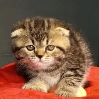 بچه گربه اسکاتیش