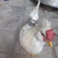 ۴ عدد خروس گلین اصل