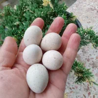 تخم بلدرچین کوهی تازه