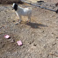 نر بز فروشی