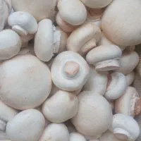 واگذاری تجهیزات سالن ۹تنی پرورش قارچ درحال تولید