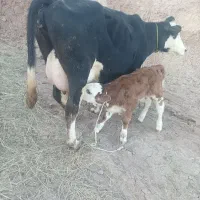 گاو سیمنتال جوان