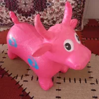 گاو بادی سالم