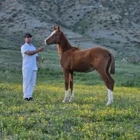 کره نریون ترکمن آخال تکه مدرک دار