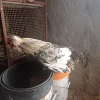 خروس سلطان