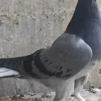 مفلق