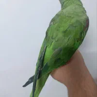 طوطی گم شده