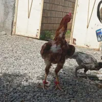 تخم نطفه دار لاری دانه ۱۰۰