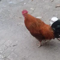 خروس