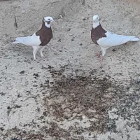 کبوتر