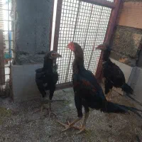 مرغ و جوجه لاری