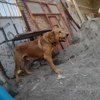 سگ نگهبان سرابی