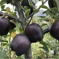 فروش ویژه انواع نهال میوه