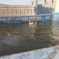 غوغاز